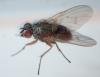 Helina sp.